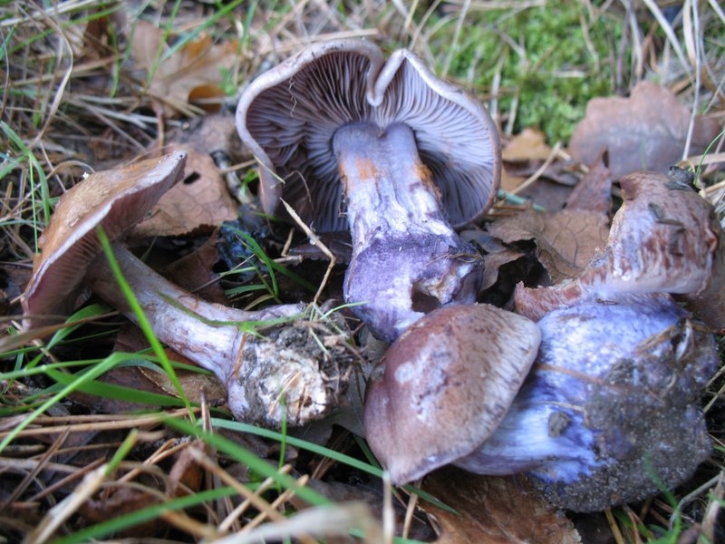Cortinarius purpurascens